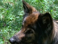 Shani
